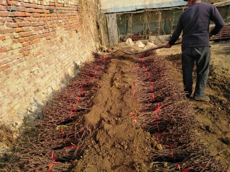 葡萄苗30~50cm1年包品种包成活死苗补发