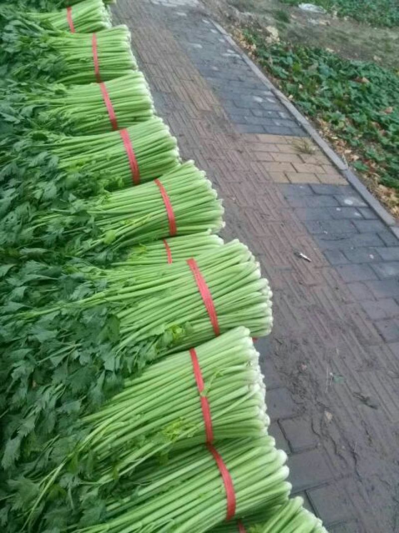西芹砀山万亩芹菜基地