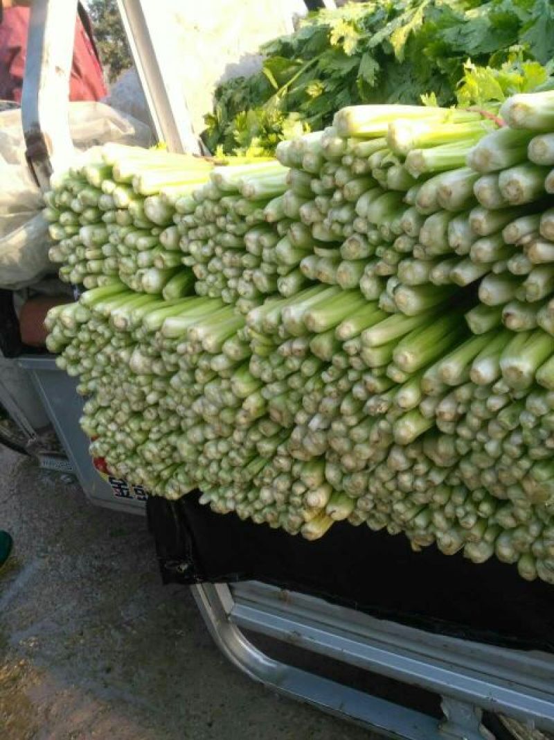 西芹砀山万亩芹菜基地