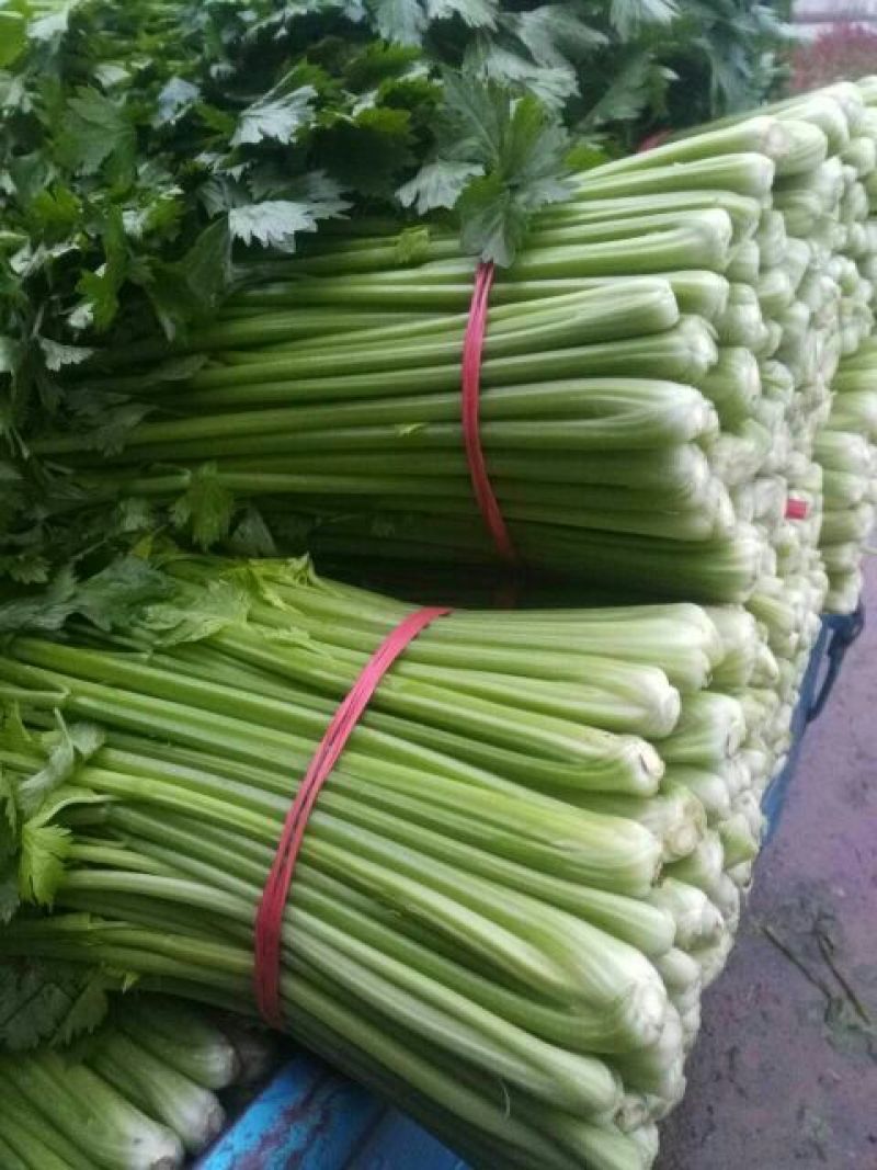 西芹砀山万亩芹菜基地