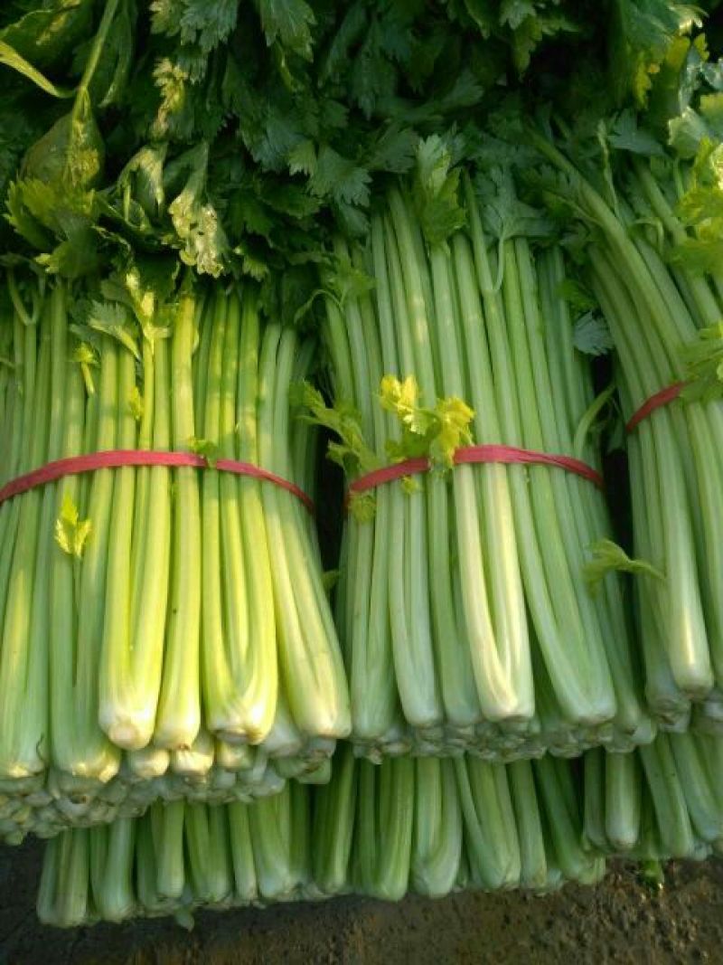 西芹砀山万亩芹菜基地