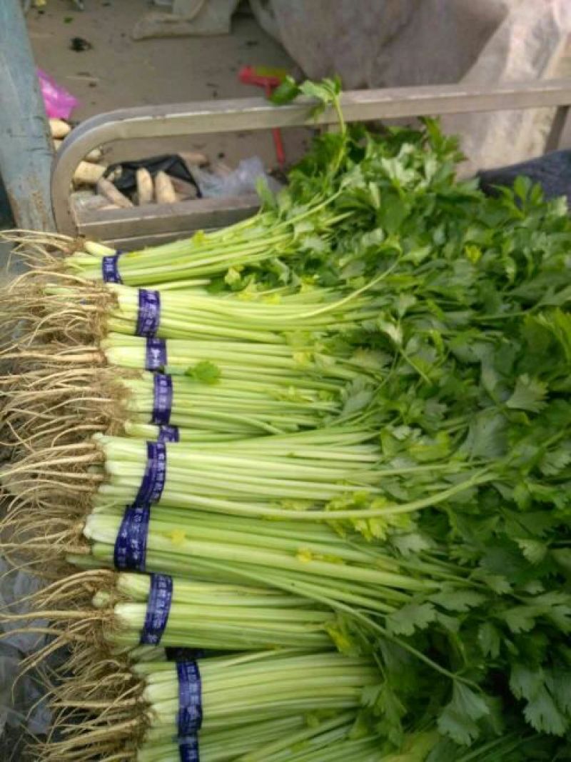 西芹砀山万亩芹菜基地