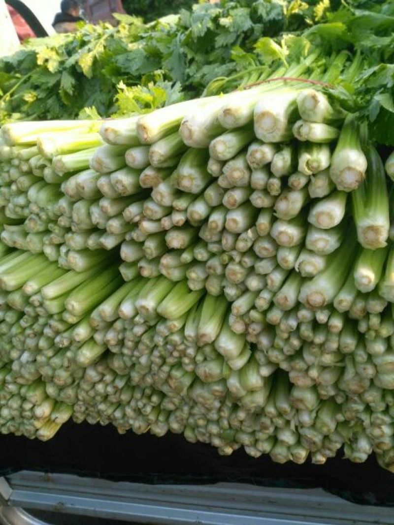 西芹砀山万亩芹菜基地