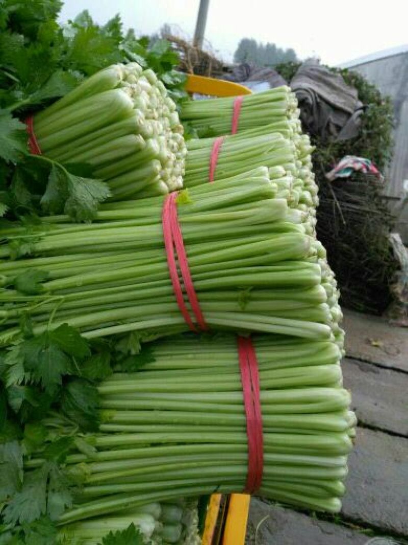 西芹砀山万亩芹菜基地