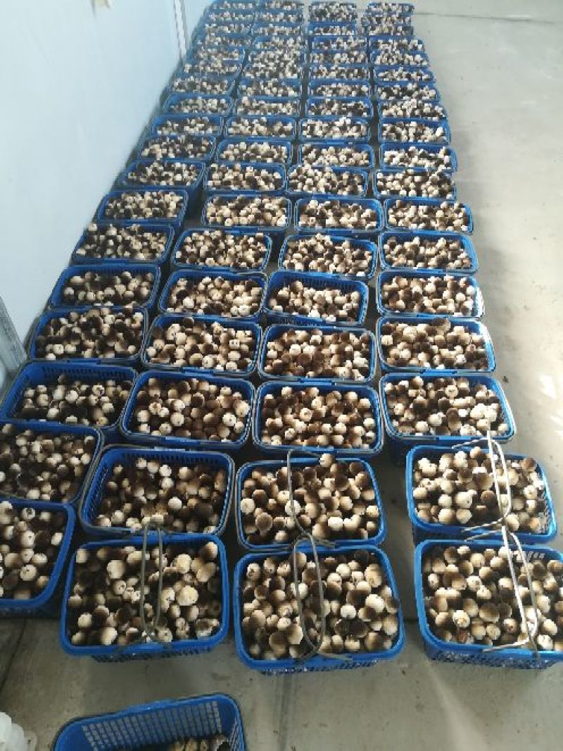 草菇3cm以上