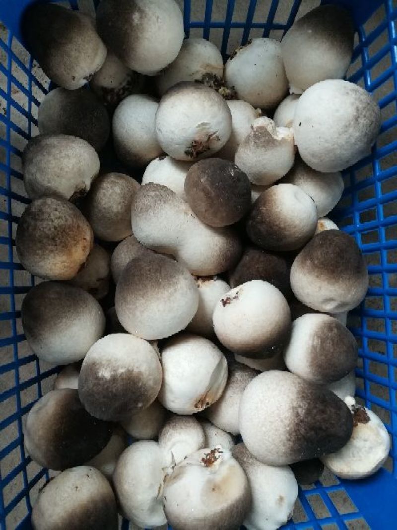 草菇3cm以上