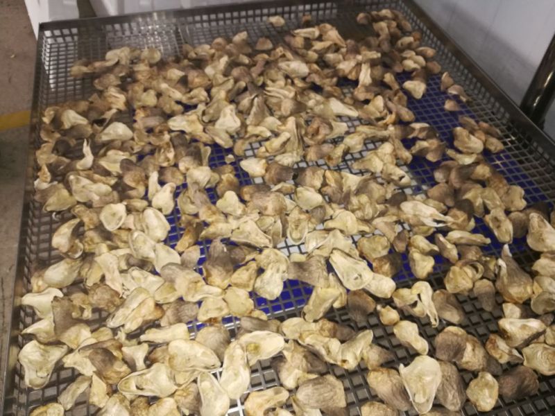 草菇3cm以上