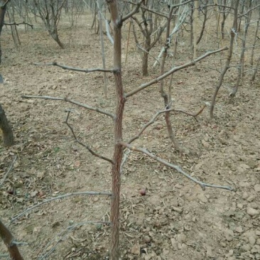 冬枣树苗80~110cm