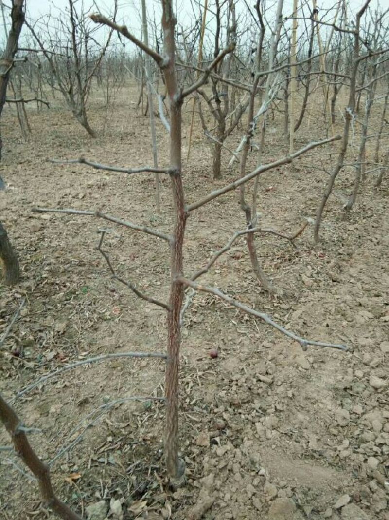 冬枣树苗80~110cm