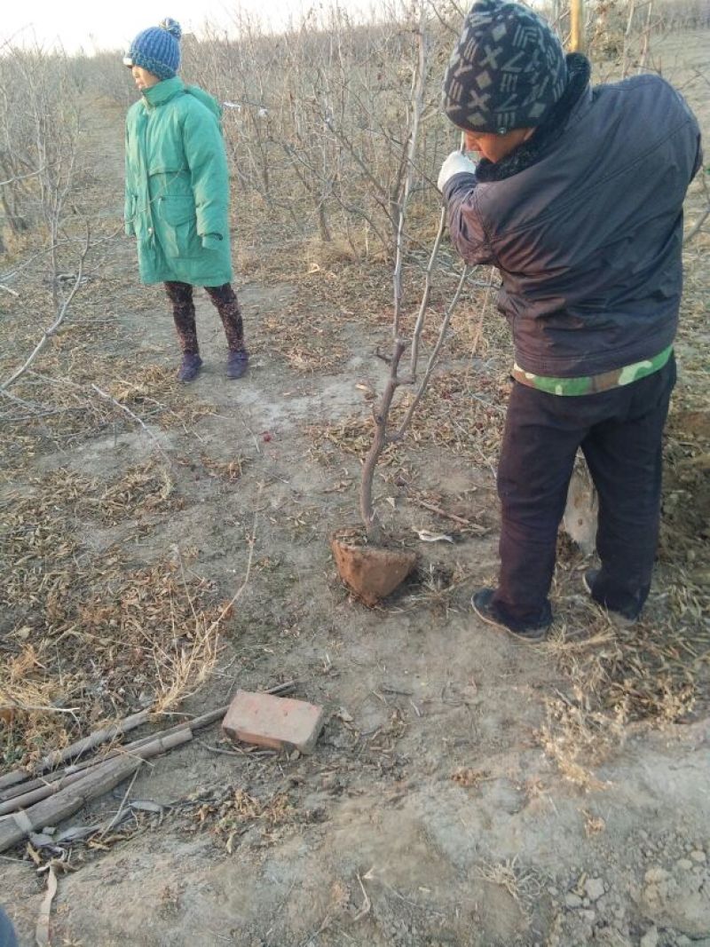 冬枣树苗80~110cm