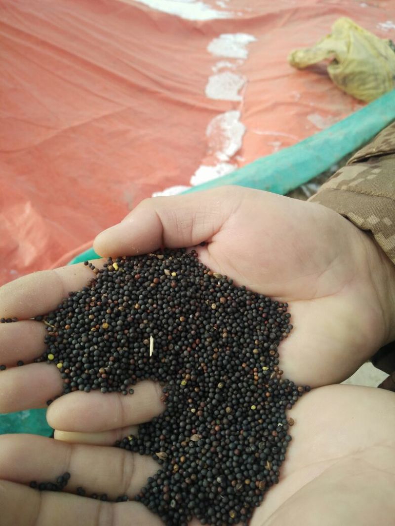 甘蓝型油菜籽2级