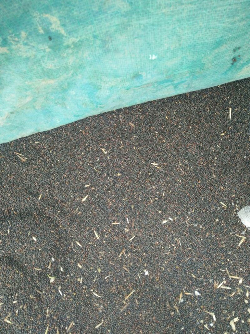 甘蓝型油菜籽2级