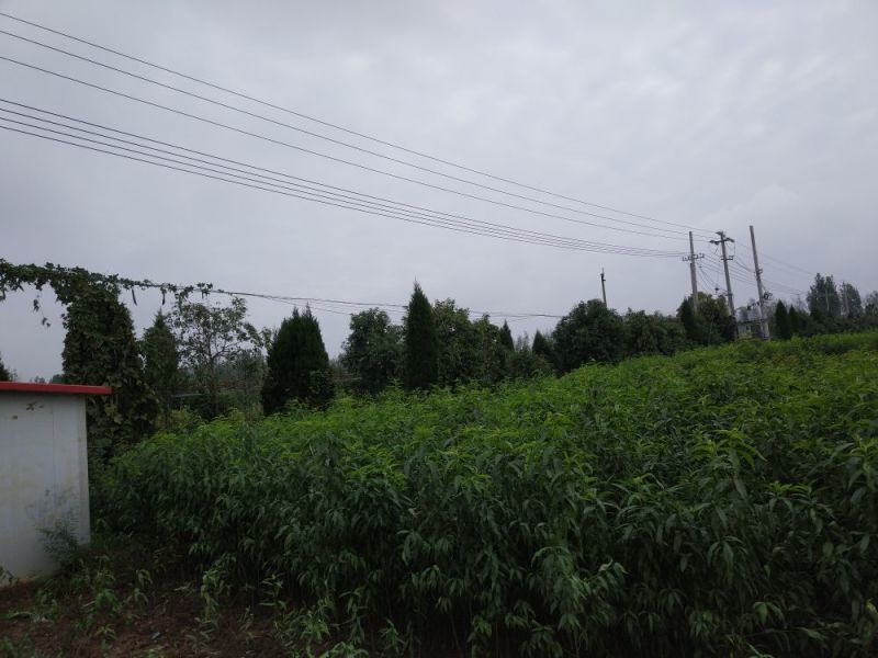毛桃树苗80cm以上河南南阳苗木基地直供品质保证存活高