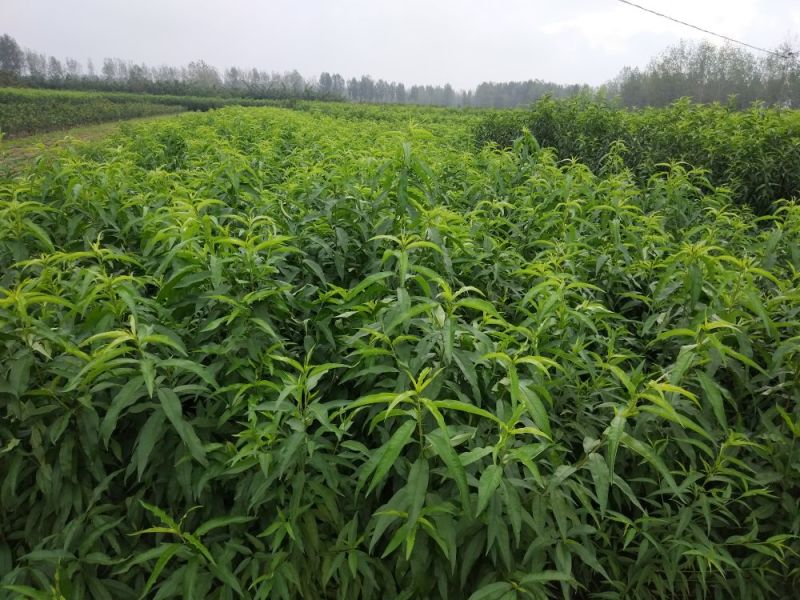 毛桃树苗80cm以上河南南阳苗木基地直供品质保证存活高