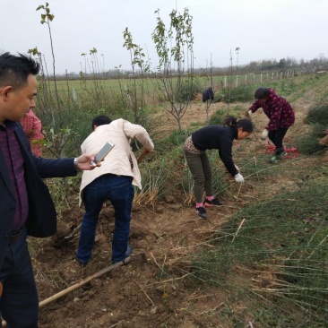 枸橘苗30~50cm河南南阳苗木基地直供品质保证存活率
