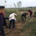 枸橘苗30~50cm河南南阳苗木基地直供品质保证存活率