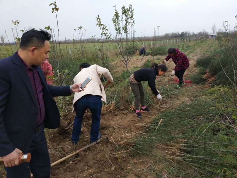 枸橘苗30~50cm河南南阳苗木基地直供品质保证存活率