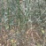枸橘苗30~50cm河南南阳苗木基地直供品质保证存活率