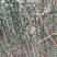 枸橘苗30~50cm河南南阳苗木基地直供品质保证存活率