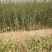 枸橘苗30~50cm河南南阳苗木基地直供品质保证存活率