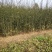 枸橘苗30~50cm河南南阳苗木基地直供品质保证存活率