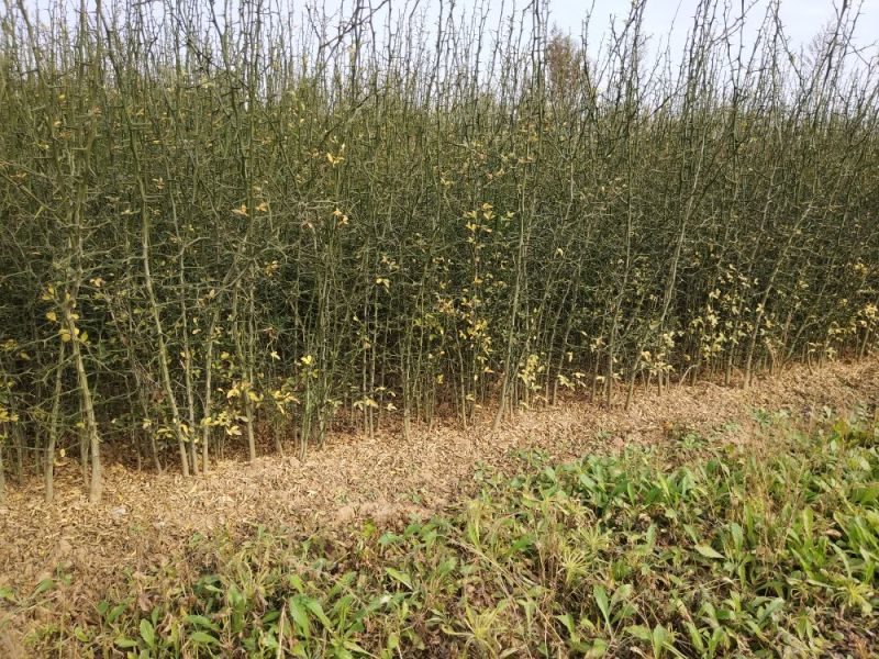 枸橘苗30~50cm河南南阳苗木基地直供品质保证存活率