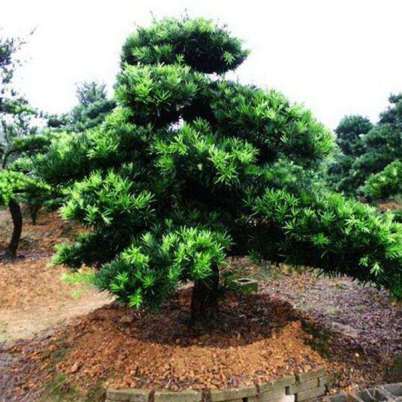 罗汉松雀舌罗汉松罗汉松盆景地栽苗