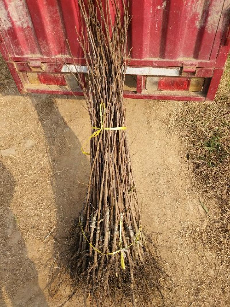 柿树苗80cm以上河南南阳苗木基地直供品质保证存活率高