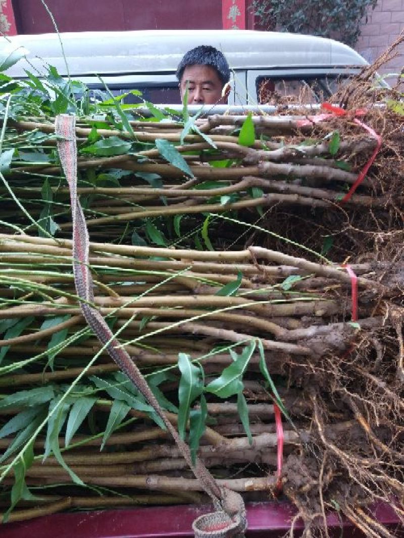 【突围桃树苗】突围桃树苗70~80cm