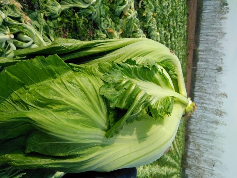 芥菜，雪里红，包心芥菜5两以上，加工厂，基地1万亩