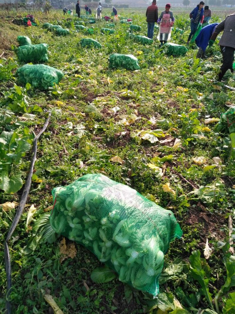 芥菜，雪里红，包心芥菜5两以上，加工厂，基地1万亩
