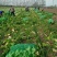 芥菜，雪里红，包心芥菜5两以上，加工厂，基地1万亩