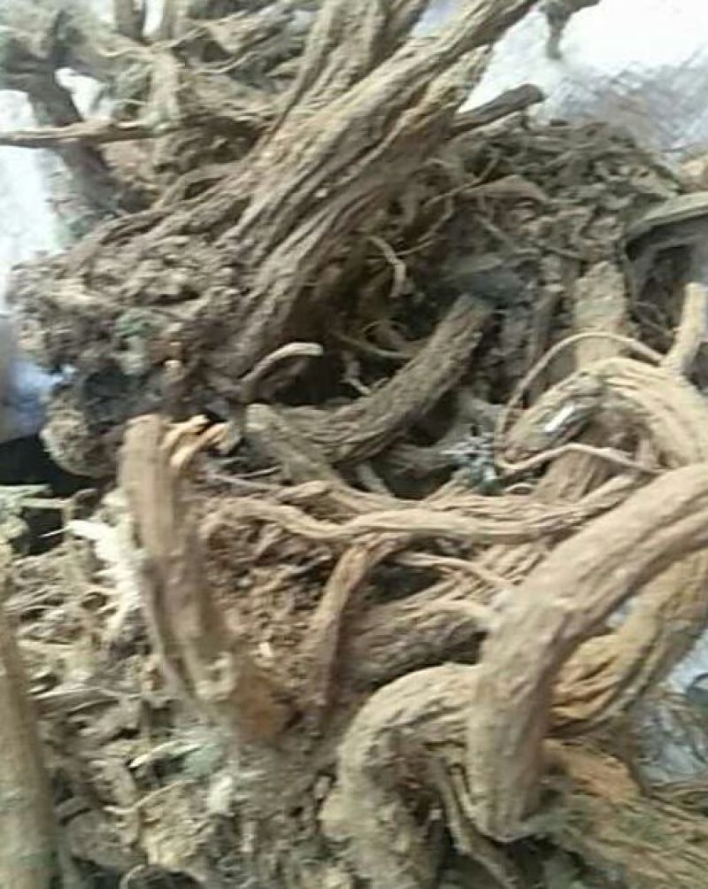 续断纯野生含量高无硫