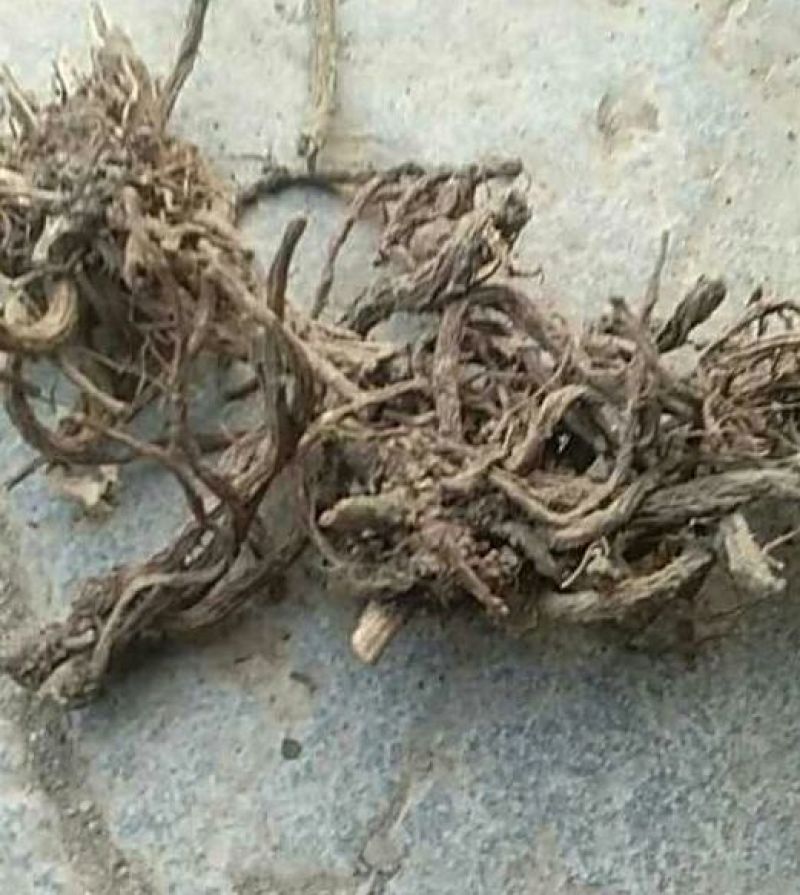 续断纯野生含量高无硫