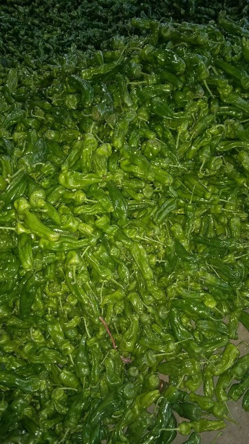 鲜辣椒芜湖椒长15公分以上合作社直供无中间差价质量保证