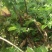续断纯野生含量高无硫
