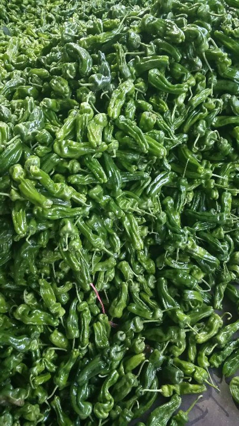 鲜辣椒芜湖椒长15公分以上合作社直供无中间差价质量保证