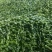 鲜辣椒芜湖椒长15公分以上合作社直供无中间差价质量保证