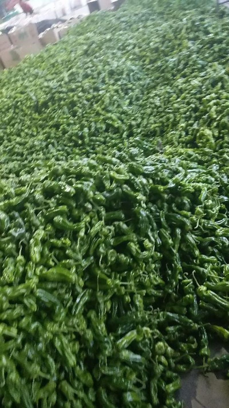 鲜辣椒芜湖椒长15公分以上合作社直供无中间差价质量保证