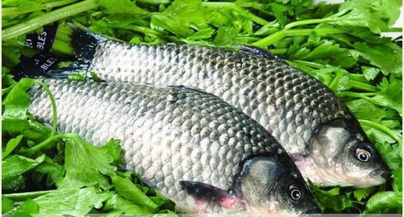 杂交鲫鱼食用