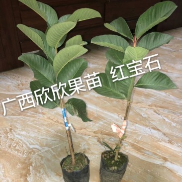 台湾红心番石榴苗30~50cm