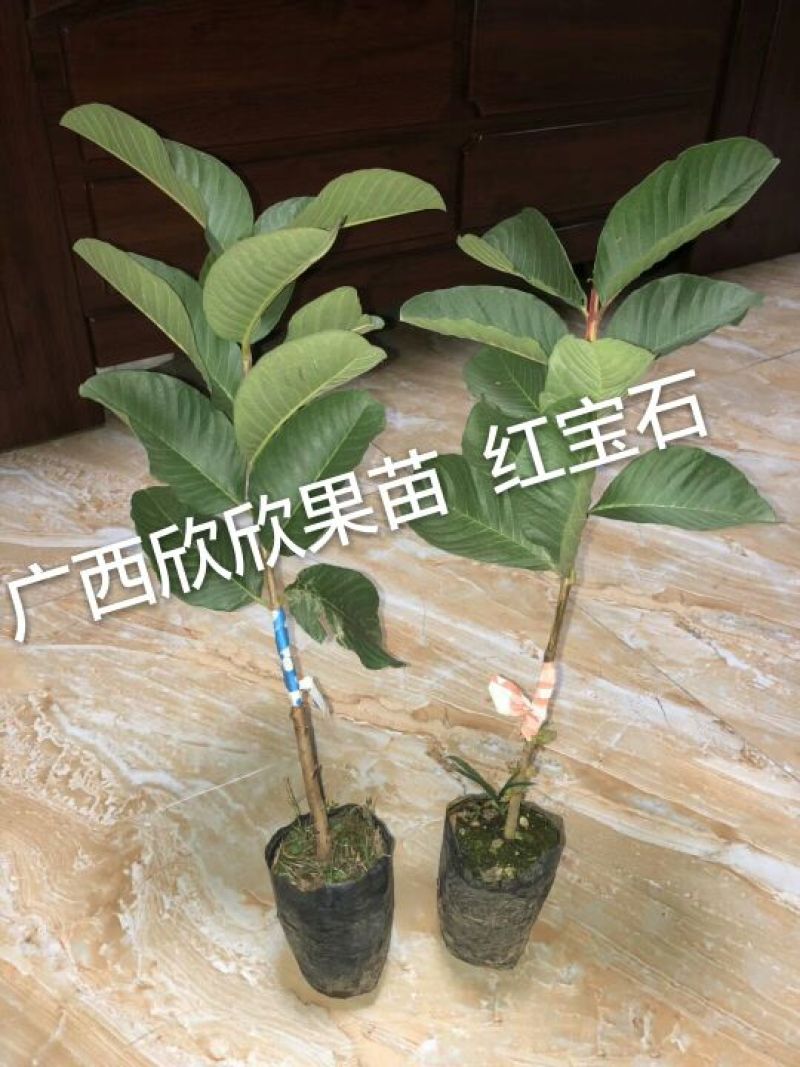 台湾红心番石榴苗30~50cm