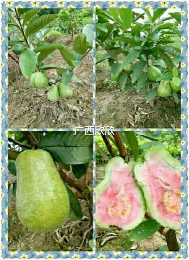 台湾红心番石榴苗30~50cm
