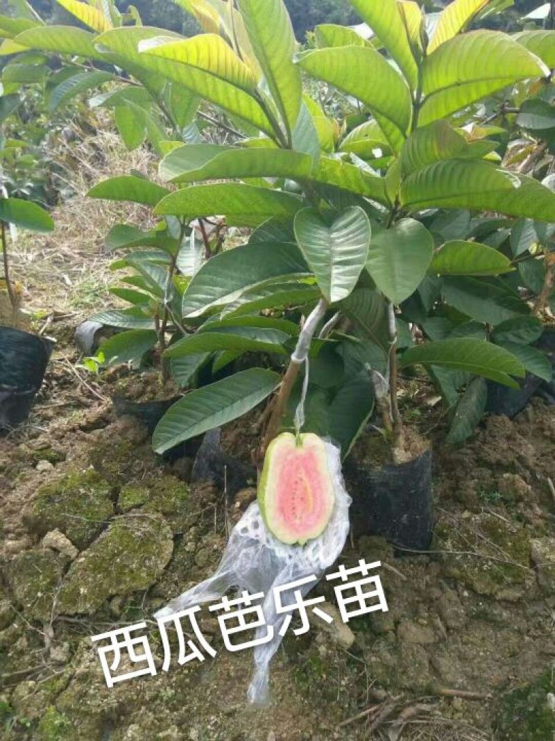 台湾红心番石榴苗30~50cm