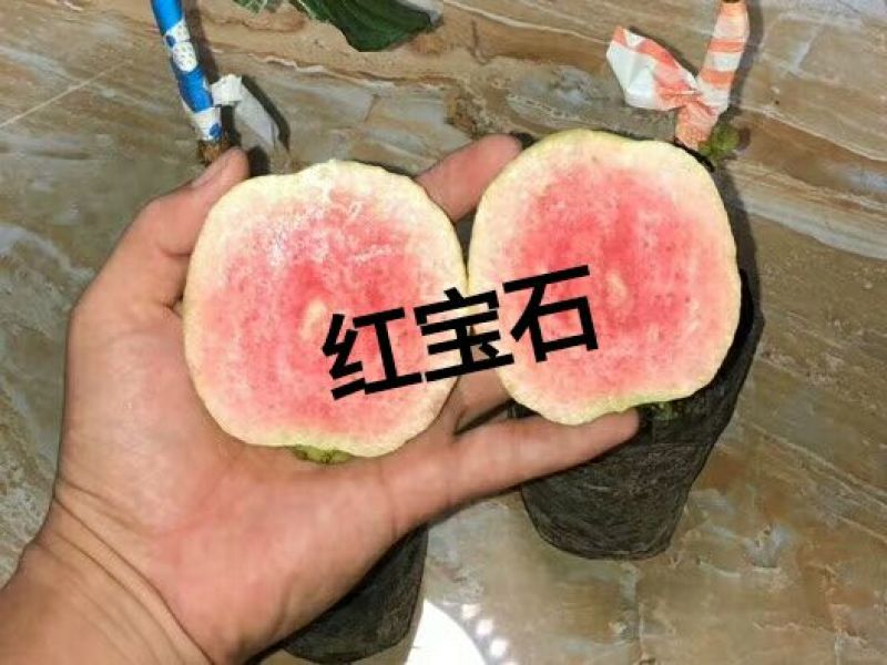 台湾红心番石榴苗30~50cm