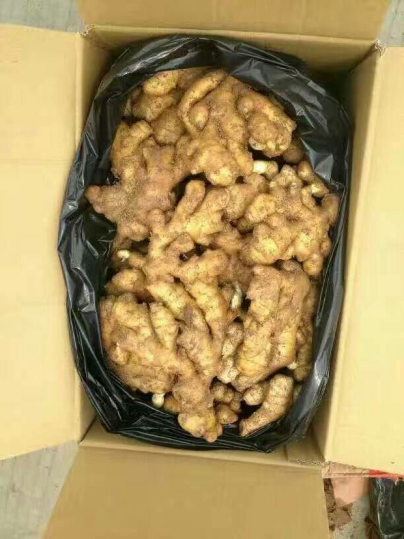 老姜4两以上带土