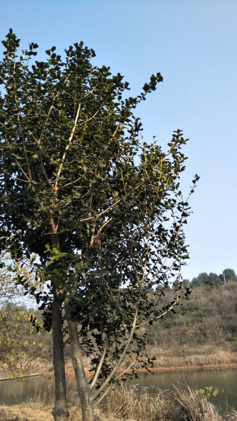 造型树