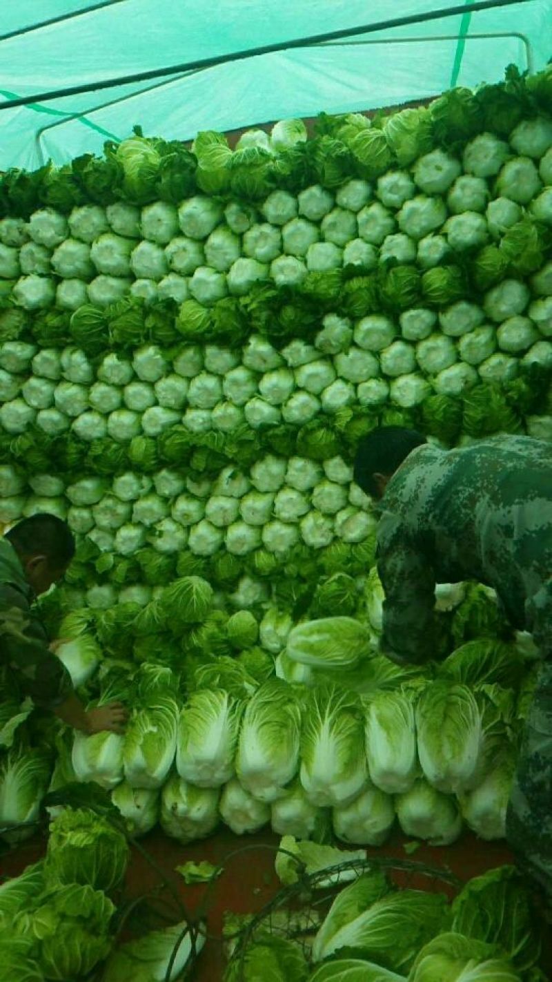 大白菜黄心白菜产地直发品质保障对接全国市场等