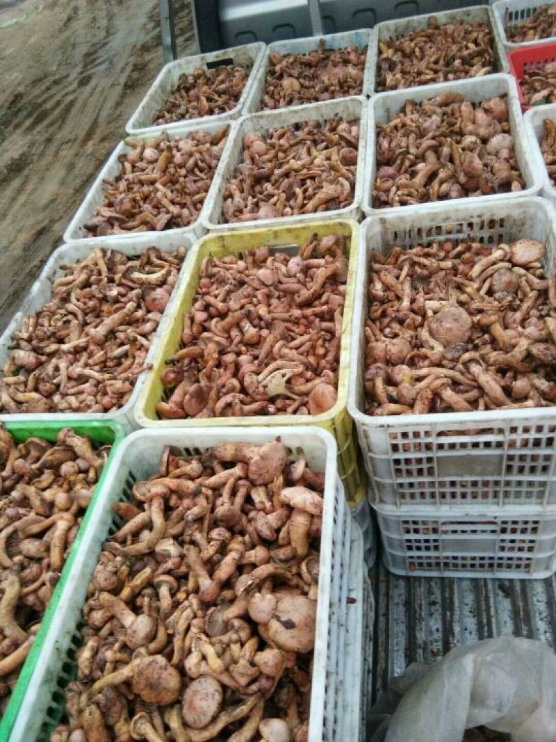 红蘑菇红蘑菇，肉蘑，肉蘑干