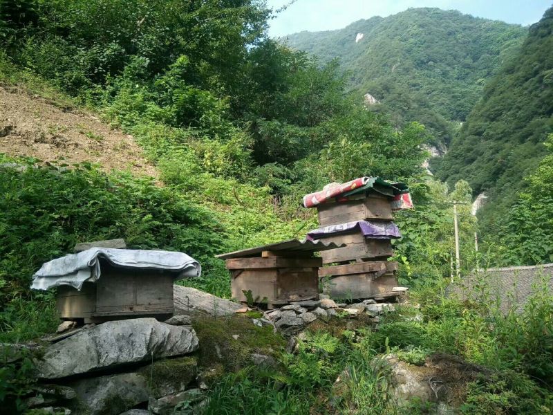 蜂蜜，正宗秦岭山土蜂蜜